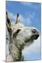 Donkey Close-Up of Head-null-Mounted Photographic Print