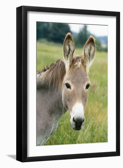Donkey Close Up of Head-null-Framed Photographic Print
