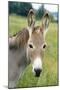 Donkey Close Up of Head-null-Mounted Photographic Print