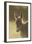 Donkey, Equus Asinus Asinus, Foal, Portrait, Meadow, Is Lying Laterally-David & Micha Sheldon-Framed Photographic Print