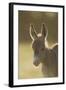 Donkey, Equus Asinus Asinus, Foal, Portrait, Meadow, Is Lying Laterally-David & Micha Sheldon-Framed Photographic Print