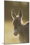 Donkey, Equus Asinus Asinus, Foal, Portrait, Meadow, Is Lying Laterally-David & Micha Sheldon-Mounted Photographic Print
