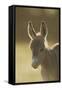 Donkey, Equus Asinus Asinus, Foal, Portrait, Meadow, Is Lying Laterally-David & Micha Sheldon-Framed Stretched Canvas