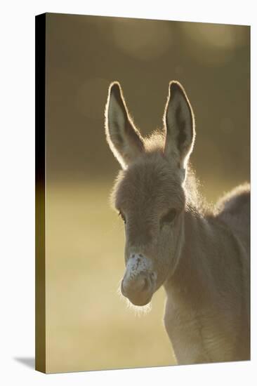 Donkey, Equus Asinus Asinus, Foal, Portrait, Meadow, Is Lying Laterally-David & Micha Sheldon-Stretched Canvas