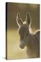 Donkey, Equus Asinus Asinus, Foal, Portrait, Meadow, Is Lying Laterally-David & Micha Sheldon-Stretched Canvas