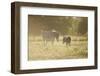 Donkey, Equus Asinus Asinus, Mother and Foal, Meadow, are Lying Laterally-David & Micha Sheldon-Framed Photographic Print