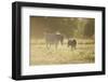 Donkey, Equus Asinus Asinus, Mother and Foal, Meadow, are Lying Laterally-David & Micha Sheldon-Framed Photographic Print