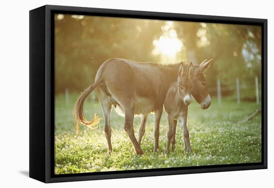 Donkey, Equus Asinus Asinus, Mother and Foal, Meadow, Is Lying Laterally-David & Micha Sheldon-Framed Stretched Canvas