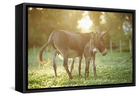 Donkey, Equus Asinus Asinus, Mother and Foal, Meadow, Is Lying Laterally-David & Micha Sheldon-Framed Stretched Canvas