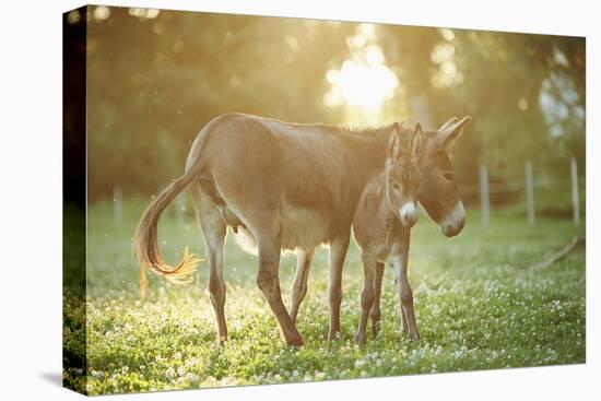 Donkey, Equus Asinus Asinus, Mother and Foal, Meadow, Is Lying Laterally-David & Micha Sheldon-Stretched Canvas