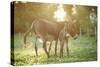 Donkey, Equus Asinus Asinus, Mother and Foal, Meadow, Is Lying Laterally-David & Micha Sheldon-Stretched Canvas