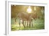 Donkey, Equus Asinus Asinus, Mother and Foal, Meadow, Is Lying Laterally-David & Micha Sheldon-Framed Photographic Print