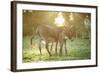 Donkey, Equus Asinus Asinus, Mother and Foal, Meadow, Is Lying Laterally-David & Micha Sheldon-Framed Photographic Print