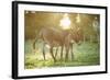 Donkey, Equus Asinus Asinus, Mother and Foal, Meadow, Is Lying Laterally-David & Micha Sheldon-Framed Photographic Print