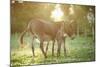 Donkey, Equus Asinus Asinus, Mother and Foal, Meadow, Is Lying Laterally-David & Micha Sheldon-Mounted Photographic Print