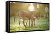 Donkey, Equus Asinus Asinus, Mother and Foal, Meadow, Is Lying Laterally-David & Micha Sheldon-Framed Stretched Canvas