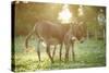 Donkey, Equus Asinus Asinus, Mother and Foal, Meadow, Is Lying Laterally-David & Micha Sheldon-Stretched Canvas