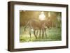 Donkey, Equus Asinus Asinus, Mother and Foal, Meadow, Is Lying Laterally-David & Micha Sheldon-Framed Photographic Print