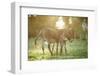 Donkey, Equus Asinus Asinus, Mother and Foal, Meadow, Is Lying Laterally-David & Micha Sheldon-Framed Photographic Print