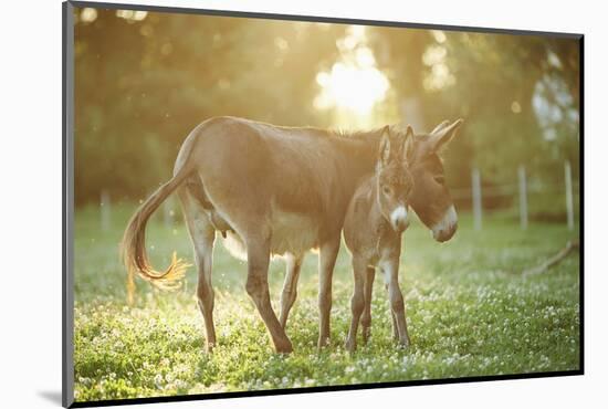 Donkey, Equus Asinus Asinus, Mother and Foal, Meadow, Is Lying Laterally-David & Micha Sheldon-Mounted Photographic Print