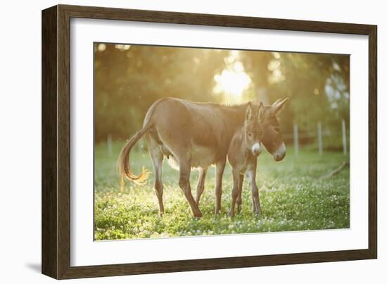 Donkey, Equus Asinus Asinus, Mother and Foal, Meadow, Is Lying Laterally-David & Micha Sheldon-Framed Photographic Print