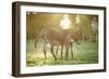 Donkey, Equus Asinus Asinus, Mother and Foal, Meadow, Is Lying Laterally-David & Micha Sheldon-Framed Photographic Print