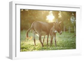 Donkey, Equus Asinus Asinus, Mother and Foal, Meadow, Is Lying Laterally-David & Micha Sheldon-Framed Photographic Print