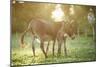 Donkey, Equus Asinus Asinus, Mother and Foal, Meadow, Is Lying Laterally-David & Micha Sheldon-Mounted Photographic Print