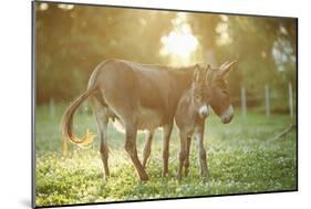 Donkey, Equus Asinus Asinus, Mother and Foal, Meadow, Is Lying Laterally-David & Micha Sheldon-Mounted Photographic Print