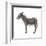 Donkey (Equus Asinus), Mammals-Encyclopaedia Britannica-Framed Art Print