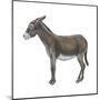 Donkey (Equus Asinus), Mammals-Encyclopaedia Britannica-Mounted Art Print