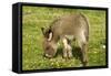 Donkey Foal in Meadow Grazing-null-Framed Stretched Canvas