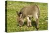 Donkey Foal in Meadow Grazing-null-Stretched Canvas