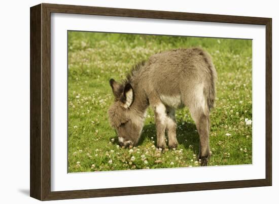 Donkey Foal in Meadow Grazing-null-Framed Photographic Print