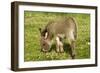 Donkey Foal in Meadow Grazing-null-Framed Photographic Print