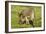 Donkey Foal in Meadow Grazing-null-Framed Photographic Print