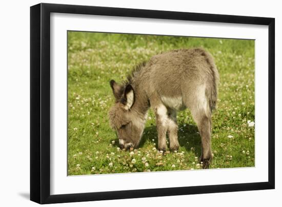 Donkey Foal in Meadow Grazing-null-Framed Photographic Print