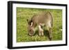 Donkey Foal in Meadow Grazing-null-Framed Photographic Print