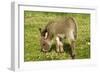 Donkey Foal in Meadow Grazing-null-Framed Photographic Print