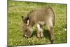 Donkey Foal in Meadow Grazing-null-Mounted Photographic Print