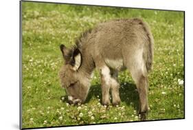 Donkey Foal in Meadow Grazing-null-Mounted Photographic Print