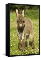 Donkey Foal in Meadow-null-Framed Stretched Canvas