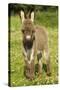 Donkey Foal in Meadow-null-Stretched Canvas