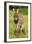 Donkey Foal in Meadow-null-Framed Photographic Print