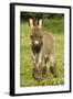 Donkey Foal in Meadow-null-Framed Photographic Print