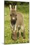 Donkey Foal in Meadow-null-Mounted Photographic Print