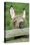 Donkey Foal Looking Curiously over Fence-null-Stretched Canvas