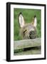 Donkey Foal Looking Curiously over Fence-null-Framed Photographic Print