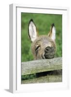 Donkey Foal Looking Curiously over Fence-null-Framed Photographic Print