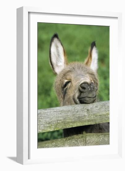 Donkey Foal Looking Curiously over Fence-null-Framed Photographic Print